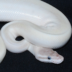 PlatinumeSnake's Avatar'