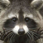 SpearyMint12's Avatar'