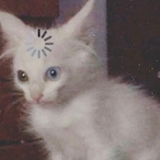 TheSloxy's Avatar'
