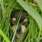 Coop-Doge's Avatar'