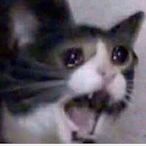 SirCumfrance's Avatar'