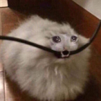 LILCaesarLvr's Avatar'