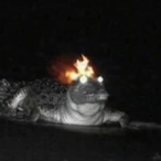PolishMeWhoYa's Avatar'