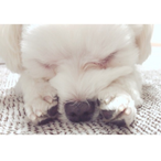 qAmbrjze's Avatar'