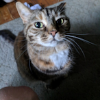 FartasaurusSmex's Avatar'