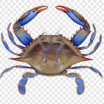 FaZeCrabLeg's Avatar'