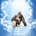 Chymploo's Avatar'