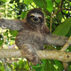 Falco Swung u's Avatar'