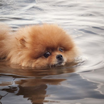 BenShapirosDog's Avatar'