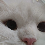 cesxar_'s Avatar'