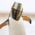 Pengoooin's Avatar'