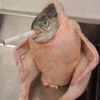 ShibaLikesFeet's Avatar'