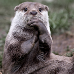 ddt_otter's Avatar'