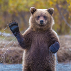 Natteteddybeer's Avatar'