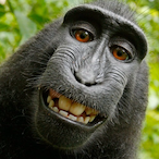 MonkeyHitter's Avatar'