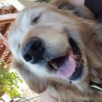 iEatRetrievers's Avatar'