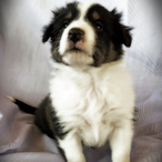 GunnerGirrl's Avatar