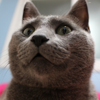 lNateHiiggas's Avatar'