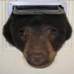 rocket-killers's Avatar'