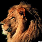 Algerwarrior's Avatar'