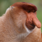 ObamaBenCrawlin's Avatar'