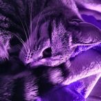 Ansis.'s Avatar'