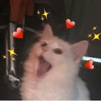 MEOW8X's Avatar'
