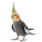 Starving_Birb's Avatar'
