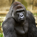 Ricottachiz's Avatar'