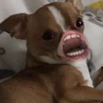 flamyeatsestro's Avatar'