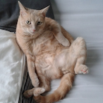 X_DON_TITO_X's Avatar