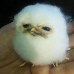 friday_bird's Avatar'