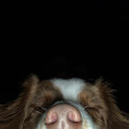 raftheking's Avatar'