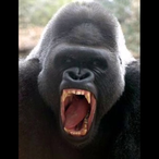 monkey.funky's Avatar'
