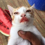watermeloncatt's Avatar'