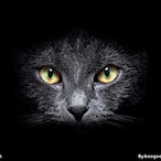 ANineLivesCat's Avatar