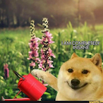 RafaeloBesitzer's Avatar'