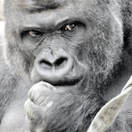 Gorilla.b.b's Avatar'