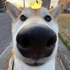 ImDogeKinga's Avatar'
