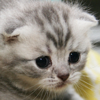 ChatonVicieux's Avatar'