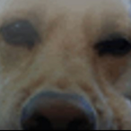 ApexBADBEALx's Avatar'