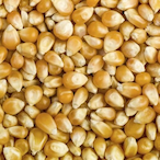 UnpoppedPopcorn's Avatar'