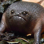 FoeHammer32's Avatar