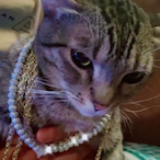 TravyCatty's Avatar'