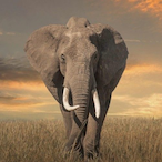 Michaelql1's Avatar'