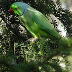 Fragolin03.GRGP's Avatar'