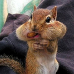 gunny swungy's Avatar'