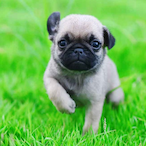 BabyPuggy48's Avatar'