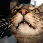 Terminator75205's Avatar'