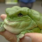 MeltedFrog97819's Avatar'